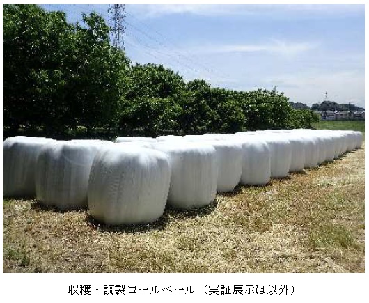 イタリアンライグラス|はやまき18