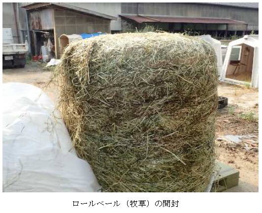 イタリアンライグラス|はやまき18