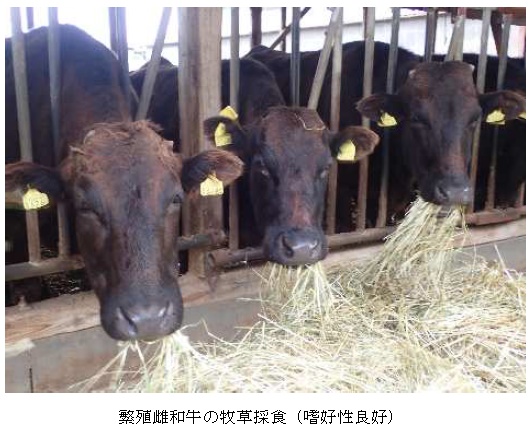 イタリアンライグラス|はやまき18