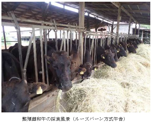 イタリアンライグラス|はやまき18