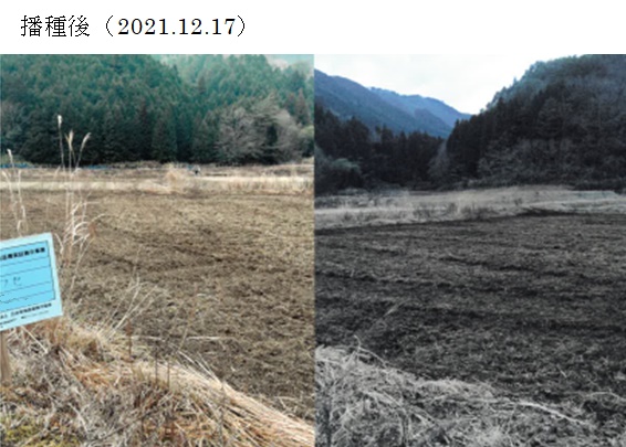 イタリアンライグラス|きららワセ