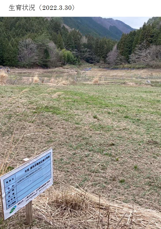 イタリアンライグラス|きららワセ