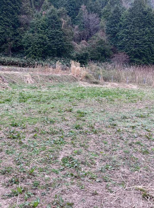 イタリアンライグラス|きららワセ