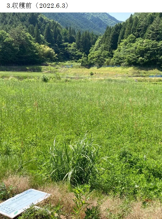 イタリアンライグラス|きららワセ