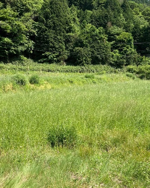 イタリアンライグラス|きららワセ
