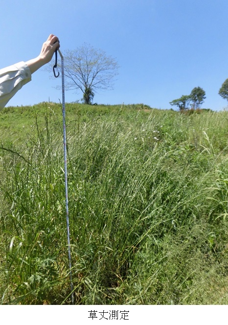 オーチャードグラス他混ぜ播き|まきばたろう他