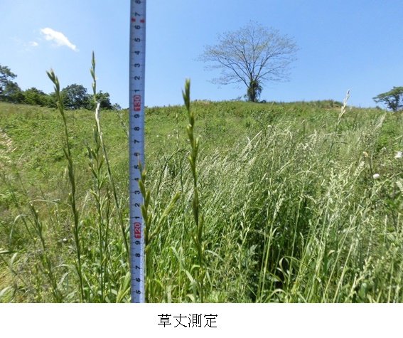 オーチャードグラス他混ぜ播き|まきばたろう他