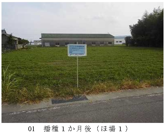 イタリアンライグラス|きららワセ