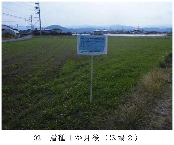 イタリアンライグラス|きららワセ