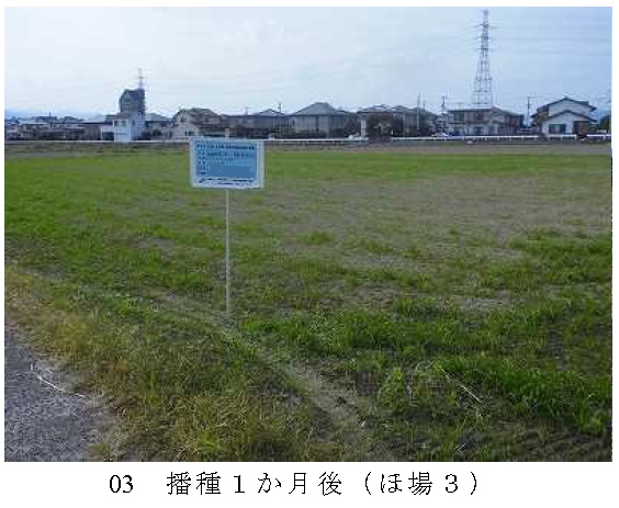 イタリアンライグラス|きららワセ