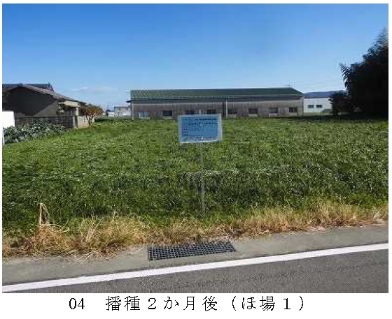 イタリアンライグラス|きららワセ