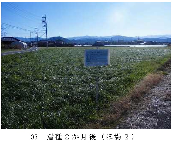 イタリアンライグラス|きららワセ