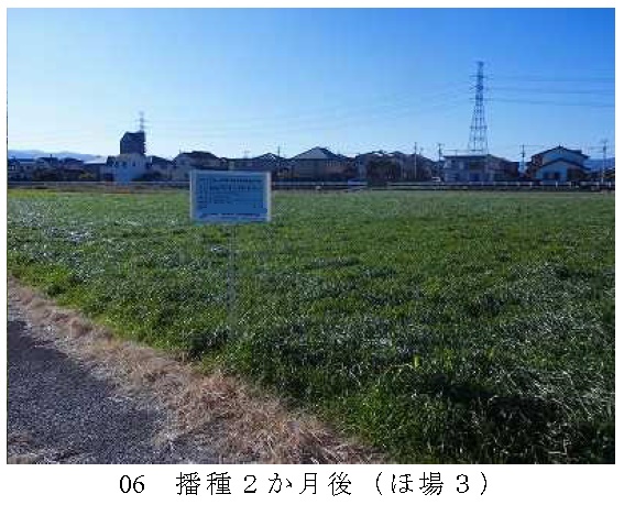 イタリアンライグラス|きららワセ