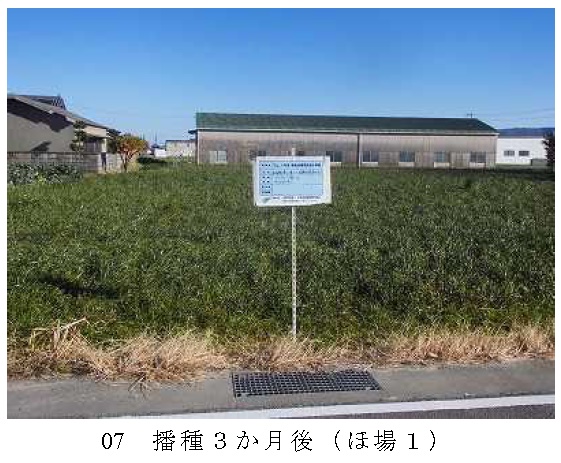 イタリアンライグラス|きららワセ