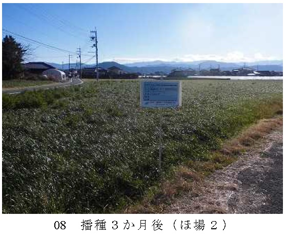 イタリアンライグラス|きららワセ