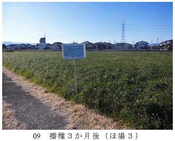 イタリアンライグラス|きららワセ