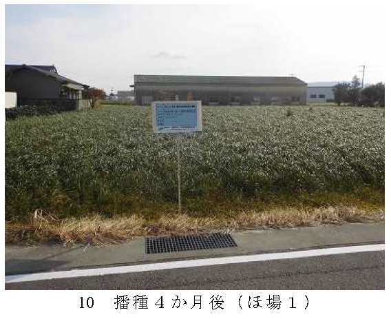 イタリアンライグラス|きららワセ