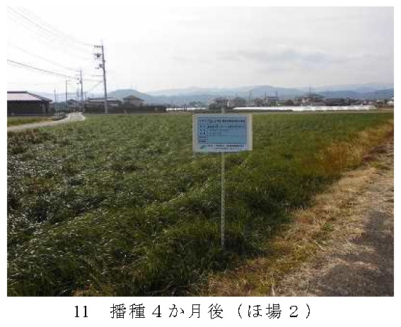 イタリアンライグラス|きららワセ