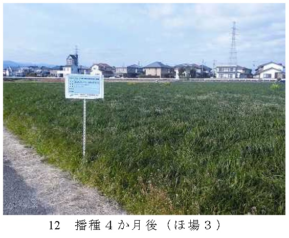 イタリアンライグラス|きららワセ