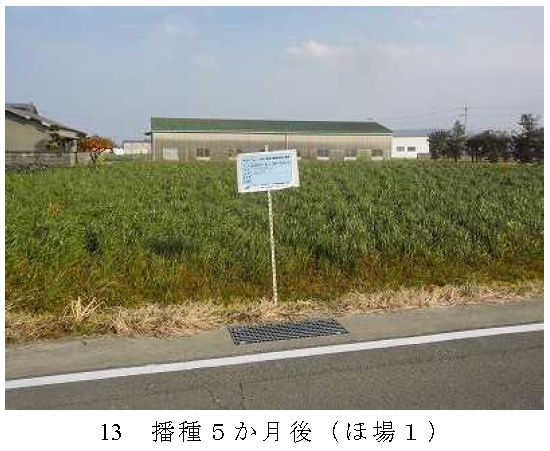 イタリアンライグラス|きららワセ