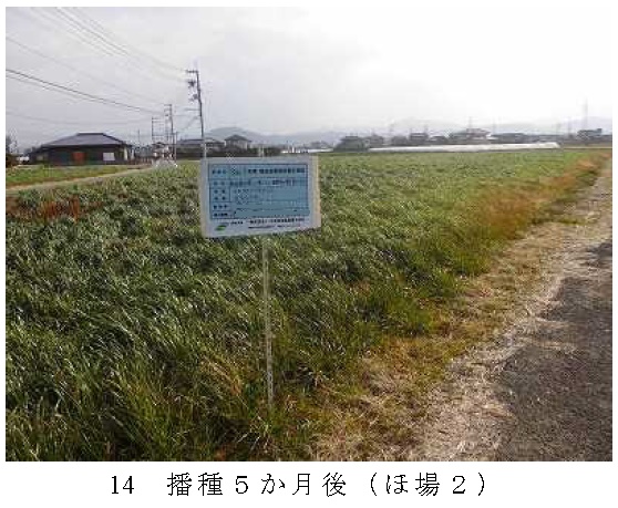 イタリアンライグラス|きららワセ