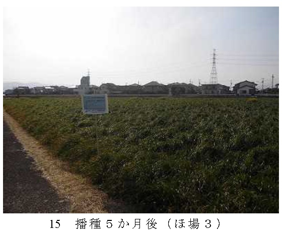 イタリアンライグラス|きららワセ