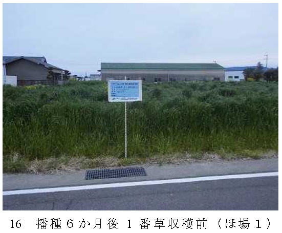 イタリアンライグラス|きららワセ