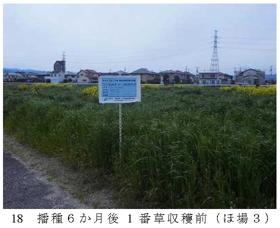 イタリアンライグラス|きららワセ