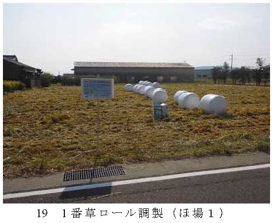 イタリアンライグラス|きららワセ