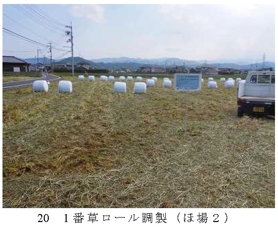 イタリアンライグラス|きららワセ