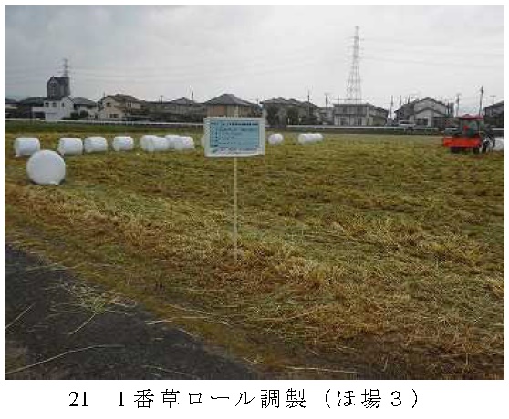 イタリアンライグラス|きららワセ