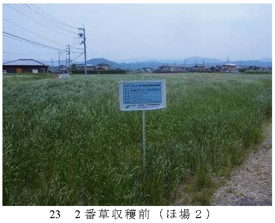 イタリアンライグラス|きららワセ