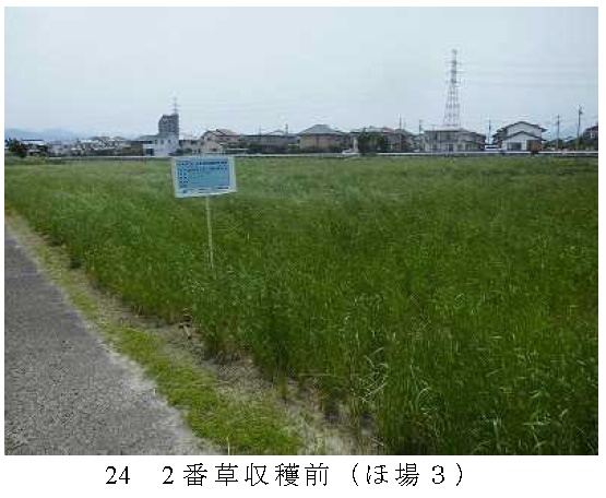 イタリアンライグラス|きららワセ