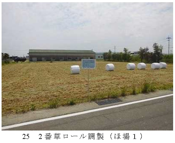 イタリアンライグラス|きららワセ