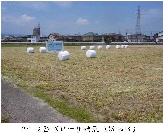 イタリアンライグラス|きららワセ