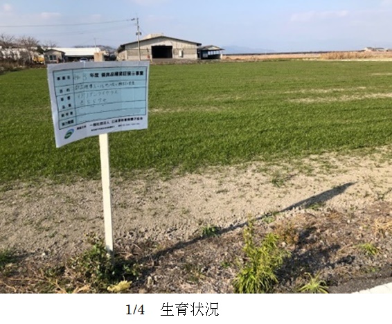 イタリアンライグラス|きららワセ