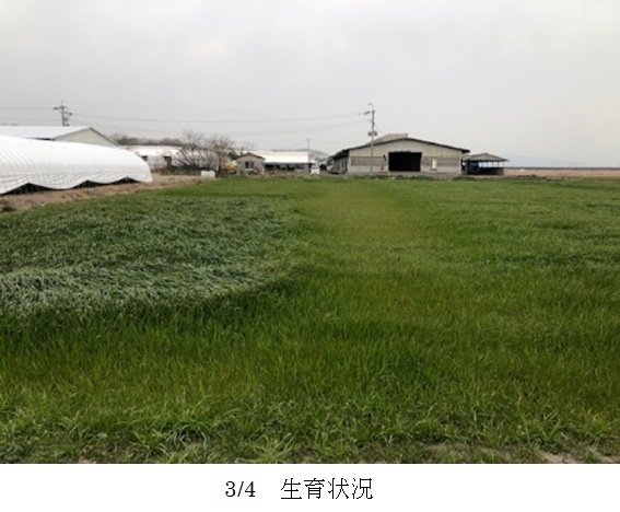 イタリアンライグラス|きららワセ