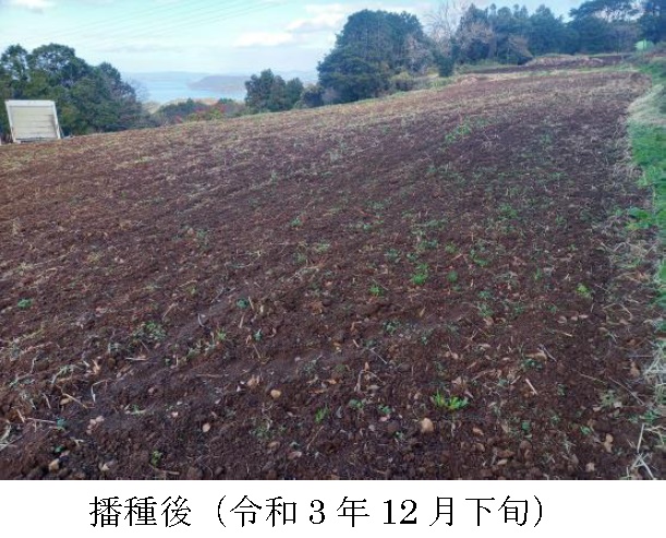 イタリアンライグラス|きららワセ