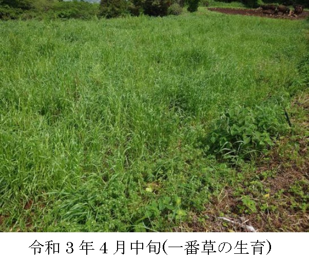 イタリアンライグラス|きららワセ