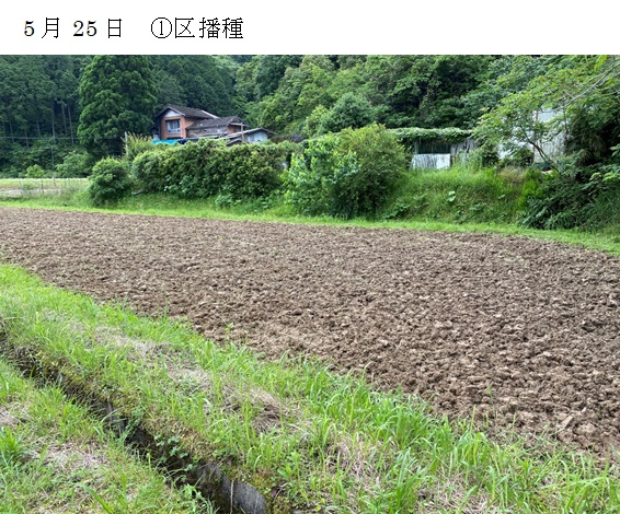 ソルガム|華青葉