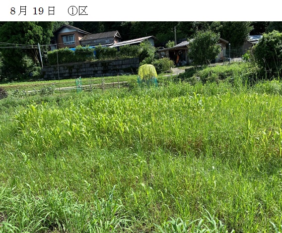 ソルガム|華青葉