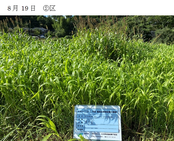 ソルガム|華青葉