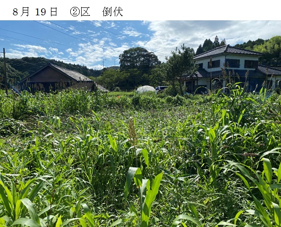 ソルガム|華青葉