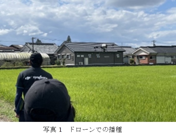 イタリアンライグラス|きららワセ