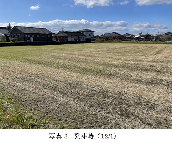 イタリアンライグラス|きららワセ