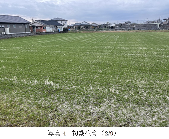 イタリアンライグラス|きららワセ