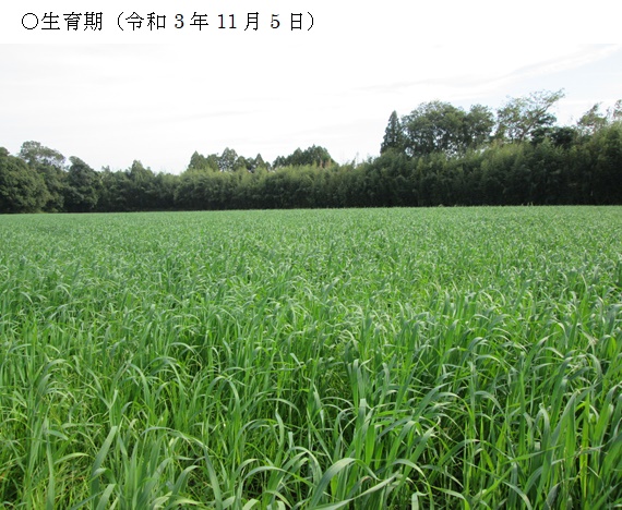 イタリアンライグラス+エンバク|はやまき18+たちあかね