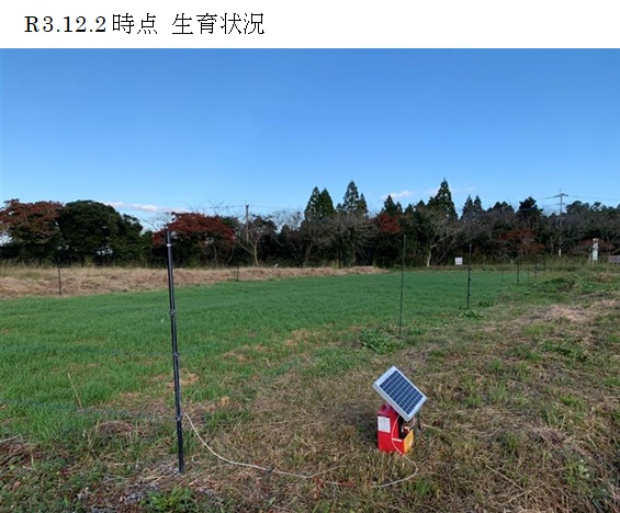 イタリアンライグラス+エンバク|きららワセ+たちあかね