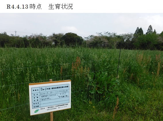 イタリアンライグラス+エンバク|きららワセ+たちあかね