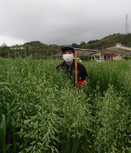 イタリアンライグラス+エンバク|きららワセ+たちあかね